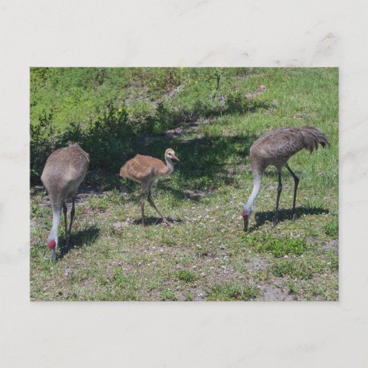 Florida Sandhill Cranes Family Foto Briefkaart (Voorkant)
