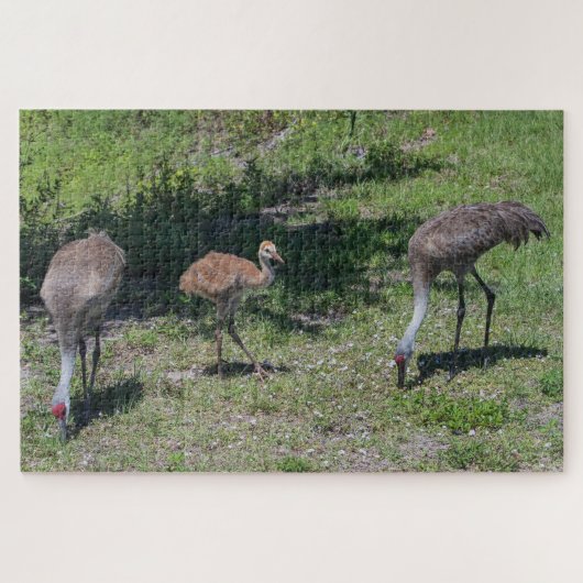 Florida Sandhill Cranes Family Foto Legpuzzel (Horizontaal)