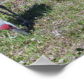 Florida Sandhill Cranes Family Foto Poster (Hoek)