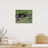 Florida Sandhill Cranes Family Foto Poster (Keuken)