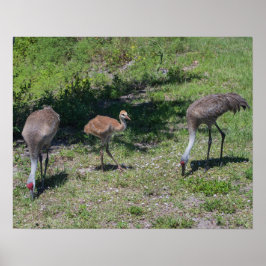 Florida Sandhill Cranes Family Foto Poster
