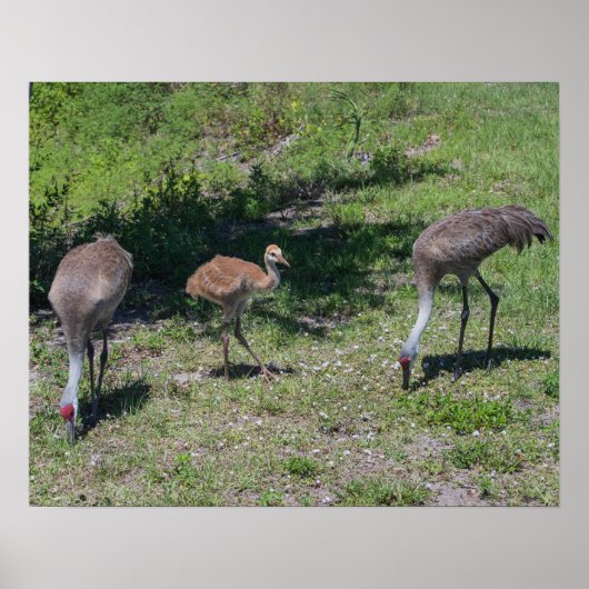 Florida Sandhill Cranes Family Foto Poster (Voorkant)