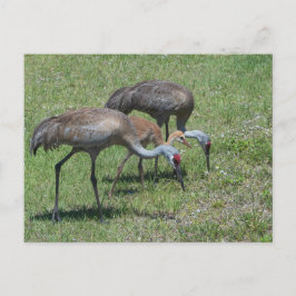 Florida Sandhill Cranes loopt op groen terrein Briefkaart