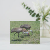 Florida Sandhill Cranes loopt op groen terrein Briefkaart (Staand voorkant)