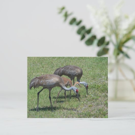 Florida Sandhill Cranes loopt op groen terrein Briefkaart (Staand voorkant)