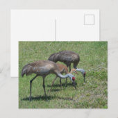 Florida Sandhill Cranes loopt op groen terrein Briefkaart (Voorkant / Achterkant)
