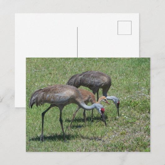 Florida Sandhill Cranes loopt op groen terrein Briefkaart (Voorkant / Achterkant)