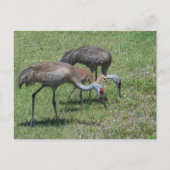 Florida Sandhill Cranes loopt op groen terrein Briefkaart (Voorkant)