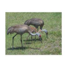 Florida Sandhill Cranes loopt op groen terrein