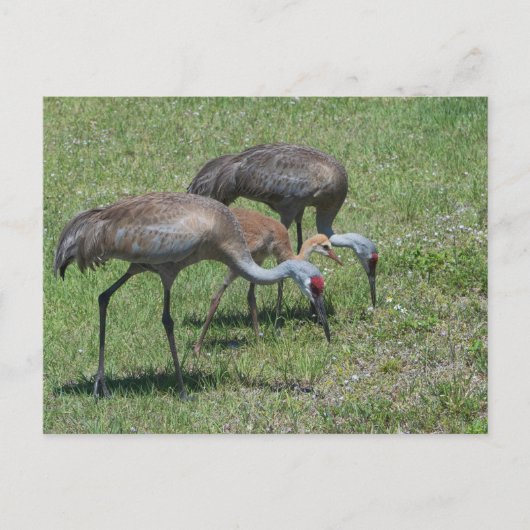 Florida Sandhill Cranes loopt op groen terrein Briefkaart (Voorkant)