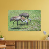 Florida Sandhill Cranes loopt op groen terrein Canvas Afdruk (Insitu (Woonkamer))