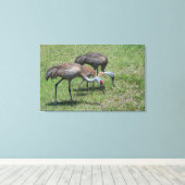 Florida Sandhill Cranes loopt op groen terrein Canvas Afdruk (Insitu (Houten vloer))