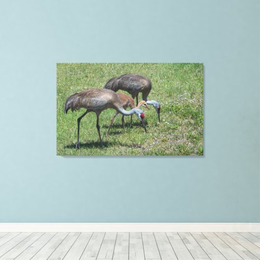 Florida Sandhill Cranes loopt op groen terrein Canvas Afdruk (Insitu (Houten vloer))