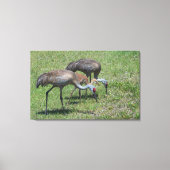 Florida Sandhill Cranes loopt op groen terrein Canvas Afdruk (Voorkant)
