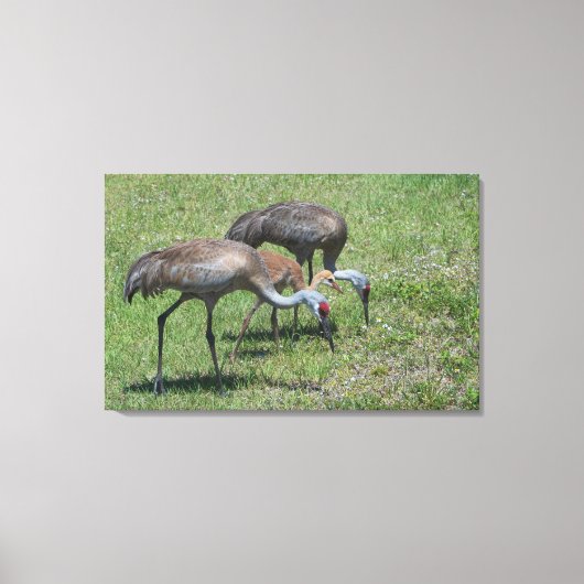 Florida Sandhill Cranes loopt op groen terrein Canvas Afdruk (Voorkant)