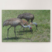 Florida Sandhill Cranes loopt op groen terrein Legpuzzel (Horizontaal)
