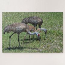Florida Sandhill Cranes loopt op groen terrein
