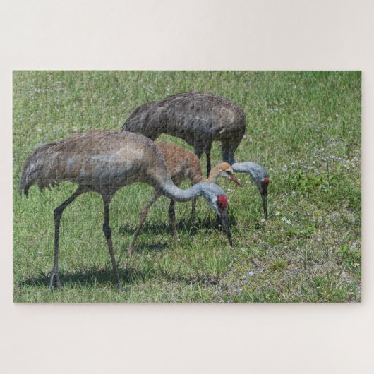 Florida Sandhill Cranes loopt op groen terrein Legpuzzel (Horizontaal)