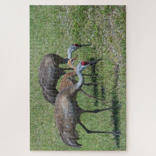 Florida Sandhill Cranes loopt op groen terrein Legpuzzel (Verticaal)