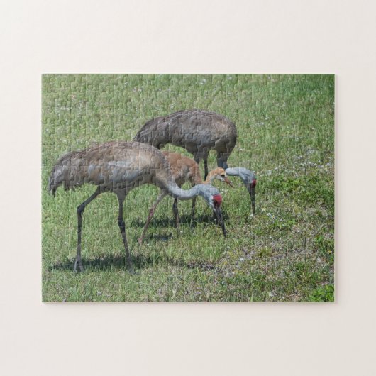 Florida Sandhill Cranes loopt op groen terrein Legpuzzel (Horizontaal)