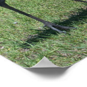 Florida Sandhill Cranes loopt op groen terrein Poster (Hoek)