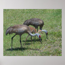 Florida Sandhill Cranes loopt op groen terrein