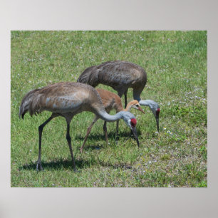 Florida Sandhill Cranes loopt op groen terrein Poster