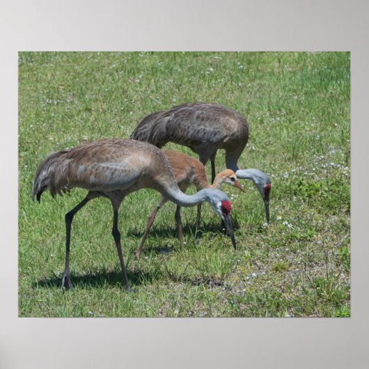 Florida Sandhill Cranes loopt op groen terrein Poster (Voorkant)