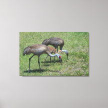 Florida Sandhill Kraanvogels Lopen in Groen Veld