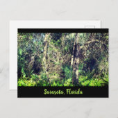 Florida Sarasota foto van tropische bomen Briefkaart (Voorkant / Achterkant)