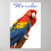 Florida Scarlet Macaw Poster (Voorkant)