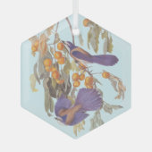 Florida Scrub Jay Audubon Bird Paar op Oranje boom Glas Ornament (Voorkant)