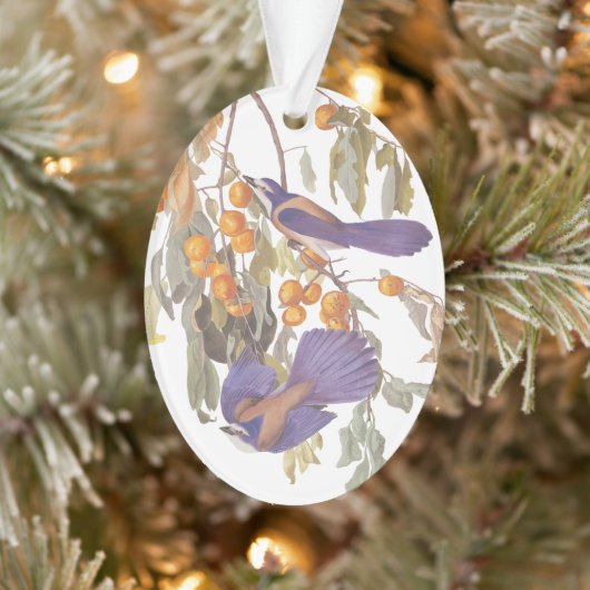 Florida Scrub Jay Audubon Bird Paar op Oranje boom Ornament (Boom)