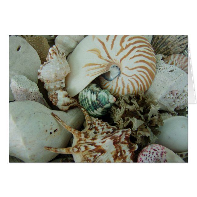 Florida Sea Shells (Voorkant Horizontaal)