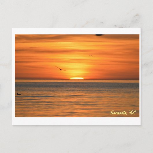 Florida Seagull Sunset Briefkaart (Voorkant)