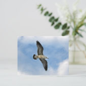 Florida seagull tegen blauwe lucht briefkaart (Staand voorkant)