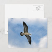 Florida seagull tegen blauwe lucht briefkaart (Voorkant / Achterkant)