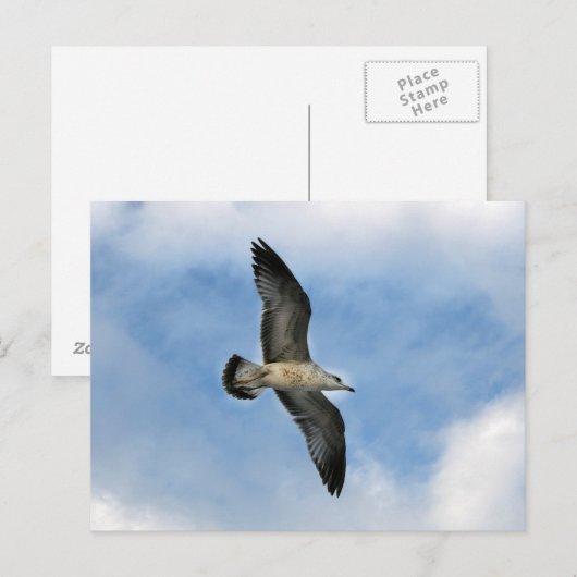 Florida seagull tegen blauwe lucht briefkaart (Voorkant / Achterkant)