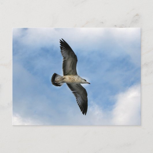Florida seagull tegen blauwe lucht briefkaart (Voorkant)