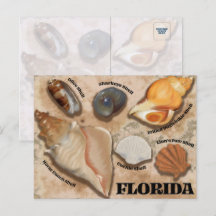Florida Seashell Briefkaart