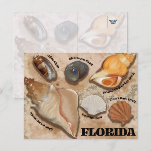 Florida Seashell Briefkaart (Voorkant / Achterkant)