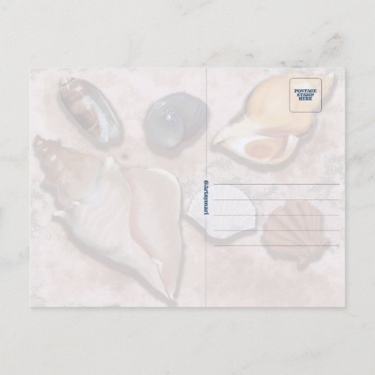 Florida Seashell Briefkaart (Achterkant)