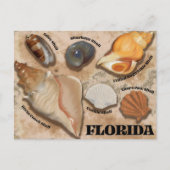 Florida Seashell Briefkaart (Voorkant)