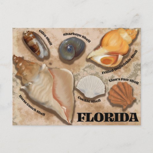 Florida Seashell Briefkaart (Voorkant)