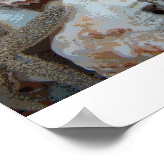 Florida Seashells Poster (Hoek)