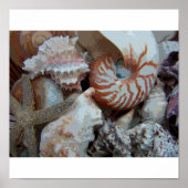 Florida Seashells Poster (Voorkant)