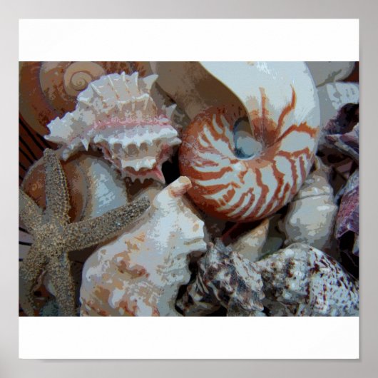 Florida Seashells Poster (Voorkant)