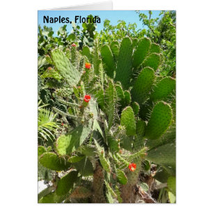 Florida Semaphore Cactus Napels Botanische Garden