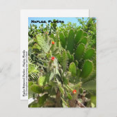 Florida Semaphore Cactus Napels Botanische Garden Briefkaart (Voorkant / Achterkant)