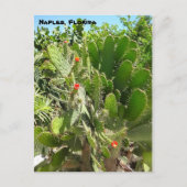 Florida Semaphore Cactus Napels Botanische Garden Briefkaart (Voorkant)